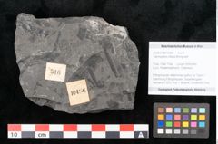 Foto (Objekt + Etikett) von Taeniopteris vittata Brongniart (NHMW-GEO-2024-0188-10486)